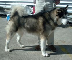 250px-Alaskan_Malamute_600[1].jpg