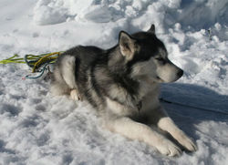 250px-Husky_sitting_in_snow[1].jpg