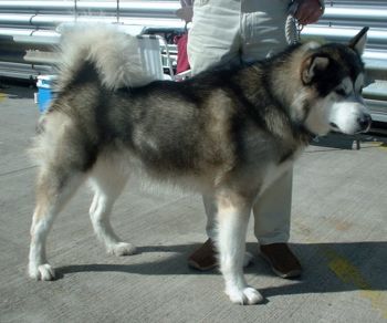 350px-Alaskan_Malamute_600[1].jpg