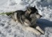 250px-Husky_sitting_in_snow[1].jpg